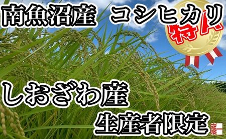 【令和7年産】【定期便：20Kg×3ヶ月】生産者限定 契約栽培 南魚沼しおざわ産コシヒカリ【2025年10月上旬より順次発送予定】