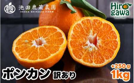  家庭用 ポンカン 1kg+250g（痛み補償分） 光センサー 食頃出荷 / 訳あり 有田 みかん 柑橘 蜜柑 くだもの 果物 果実 フルーツ 和歌山 ※1月中旬～2月下旬頃に順次発送予定 ※北海道・沖縄・離島への配送不可 【ikd008-c-1A】