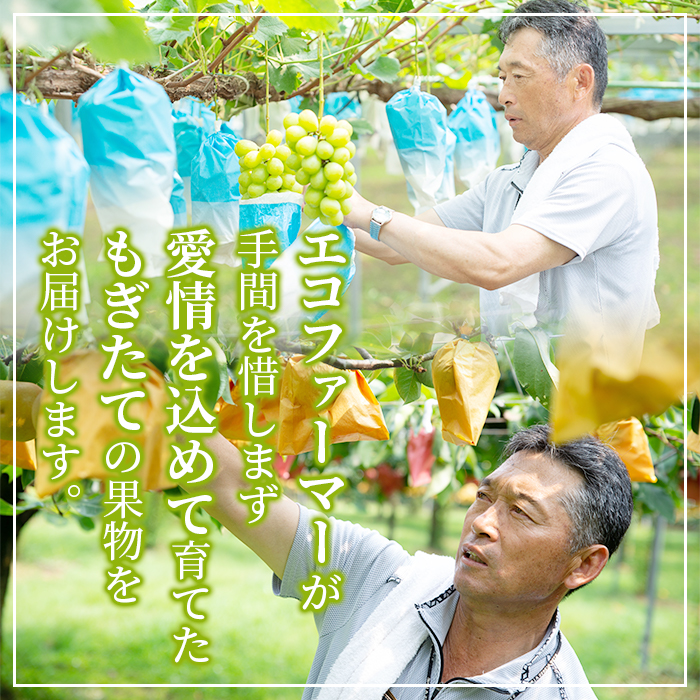 s112 ＜先行予約受付中！2025年8月下旬より順次発送予定＞《期間・数量限定》さつま町産の梨(3kg) 鹿児島 フルーツ 果物 果実 果汁【市山梨花園】