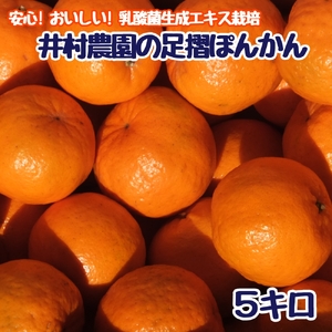 R8.1月下旬発送 ご贈答◎ ギフト◎ 完熟 足摺ぽんかん 5kg 【R01489】