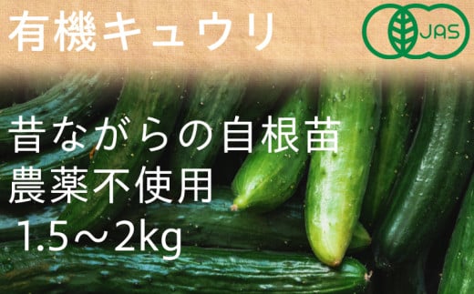 有機キュウリ　接ぎ木ではない昔ながらの自根(じこん)キュウリ　夏季限定(6、7、8月)【1568577】