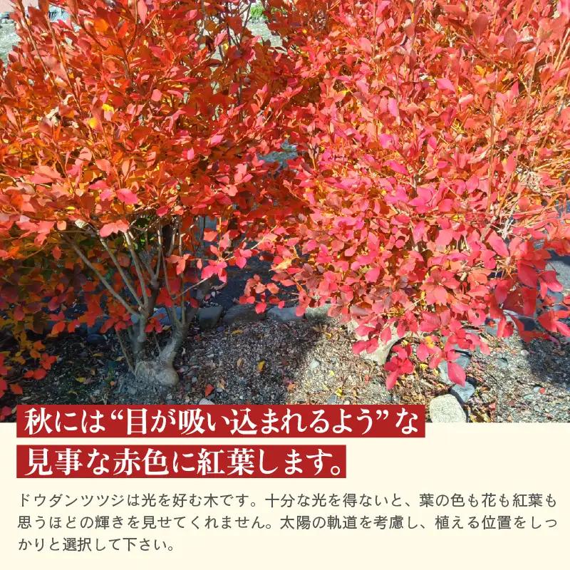 【先行予約】白ドウダンツツジ 苗木 (鉢物)【2027年4月上旬以降順次発送】【ドウダンツツジ フラワー 花 】 [m47-a029]