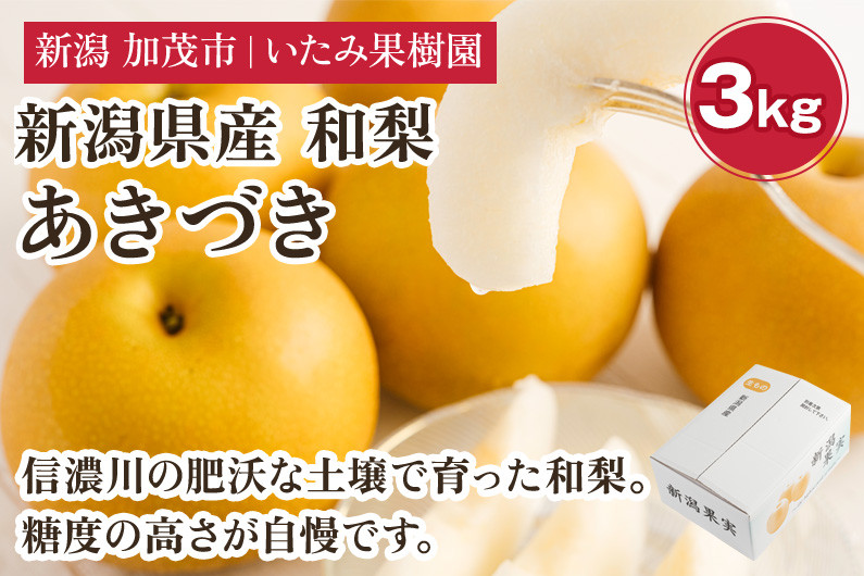 
【2025年先行予約】新潟県産 厳選 あきづき梨 3kg（5～7玉）《9月上旬以降発送》果物 フルーツ 加茂市 いたみ果樹園
