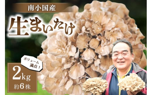 【熊本県阿蘇・南小国産】うまみ＆栄養が自慢♪の生まいたけ２ｋｇ（約６株） 南小国産 生まいたけ 2kg 約6株 栄養満点 きのこ キノコ まいたけ マイタケ 舞茸 野菜 ギフト 贈答用 熊本 阿蘇 南小国町 送料無料