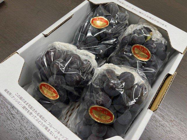 岡山県産　ニューピオーネ2房(1房480g以上) 化粧箱入り