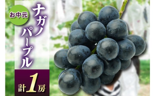 お中元ナガノパープル1房　県内共通返礼品:かすみがうら市産 (BR167)