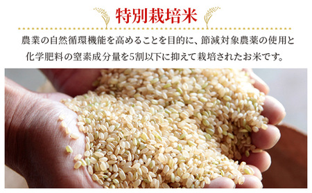 お米 【2025年11月～発送予定】 特別栽培米 ひのひかり 10kg×1袋 米 白米 岡山県産 ファーム安井 精米 ライス ご飯 おにぎり お弁当 和食 主食 国産 炭水化物 直送 産地直送 粘り 