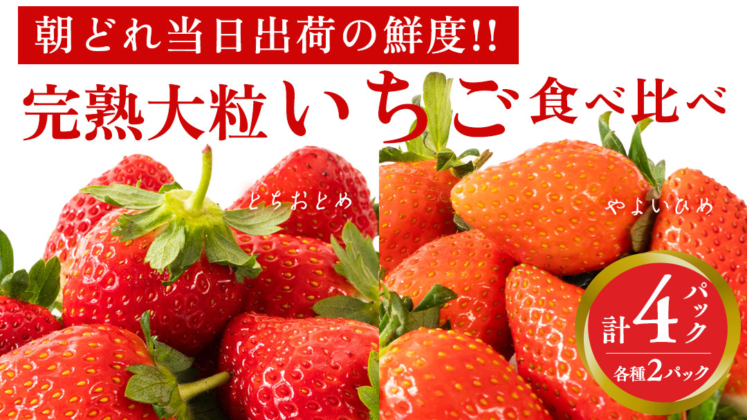 
            完熟 やよいひめ ・ とちおとめ 食べ比べ 4パック 先行予約 大粒 イチゴ 苺 いちご フルーツ 果物 [AF006ci]
          