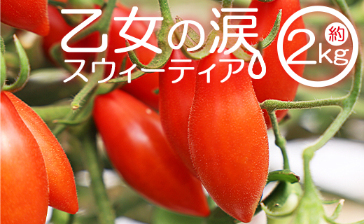 乙女の涙 スウィーティア ミニトマト 2kg - ミニトマト プチトマト フルーツトマト ギフト のし対応 高糖度 お歳暮 御歳暮 贈答用 贈り物 クリスマス 年末年始 is-0012