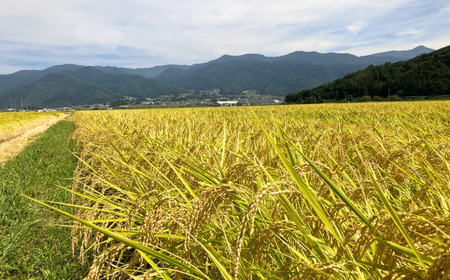 【令和6年産】サイクルファーム　たかちゃんのお米(玄米)こしひかり 10kg（6-89A）