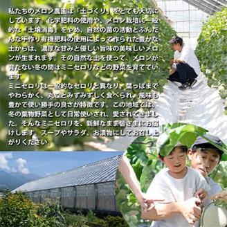 【令和6年度産先行受付】ミニセロリ　約4kg(5～8株)【配送不可地域：離島】