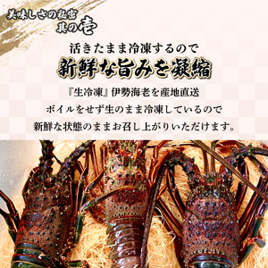 【先行予約】 ＜生冷凍・数量限定＞宮崎県串間産 天然伊勢エビ（約800g）_K027-003