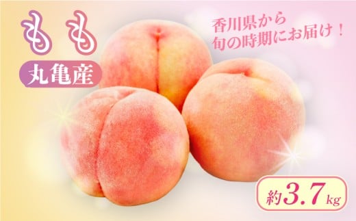 【先行予約】 桃 約3.7kg 飯南の桃 フルーツ 果物 果実 モモ プレゼント ギフト スイーツ デザート ケーキ ジュース ゼリー アイス シャーベット ジャム ふるさと納税桃 ふるさと納税モモ お取り寄せ 送料無料 ふるさと納税 ふるさと納税フルーツ 香川県 丸亀市