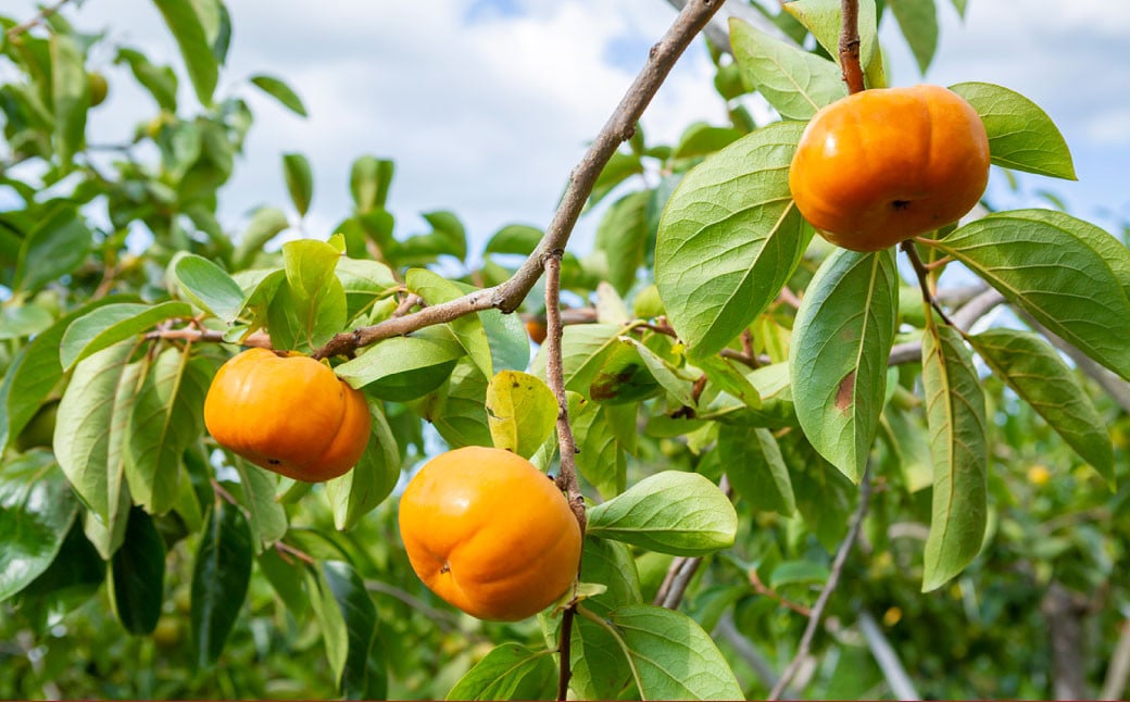 早秋柿 9～12玉（約3kg）