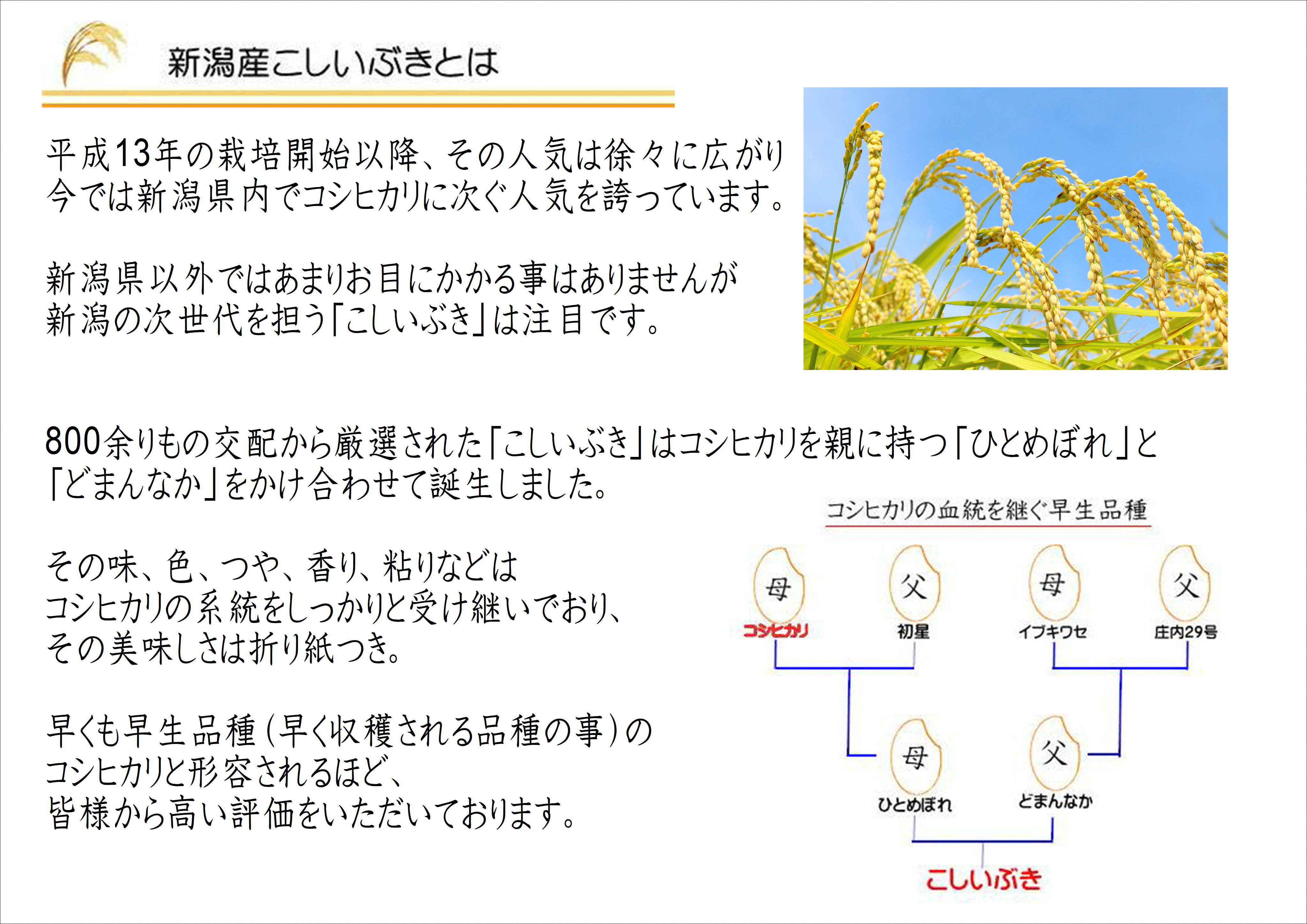 お米マイスターいち押し！！【令和7年産】新潟産こしいぶき 5kg コシヒカリの美味しさを受け継ぐ 白米 精米 コシヒカリ系 早生品種 米 ごはん ライス ブランド米 お米マイスター 井上米穀店 1I2