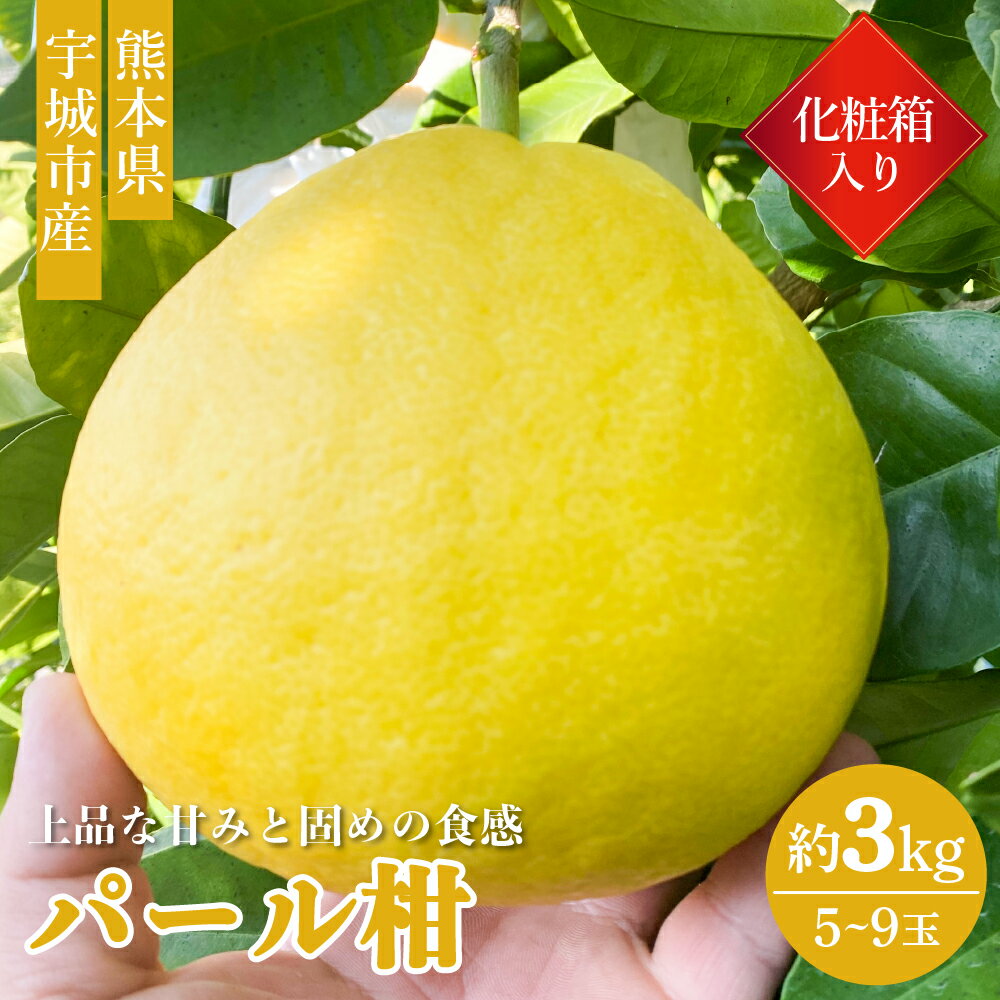 【ふるさと納税】【先行予約】パール柑 化粧箱入り 3kg 5玉〜9玉 高橋果樹園 ぱーるかん 柑橘 熊本県産 九州産 国産 送料無料 【2026年3月上旬から4月下旬発送予定】