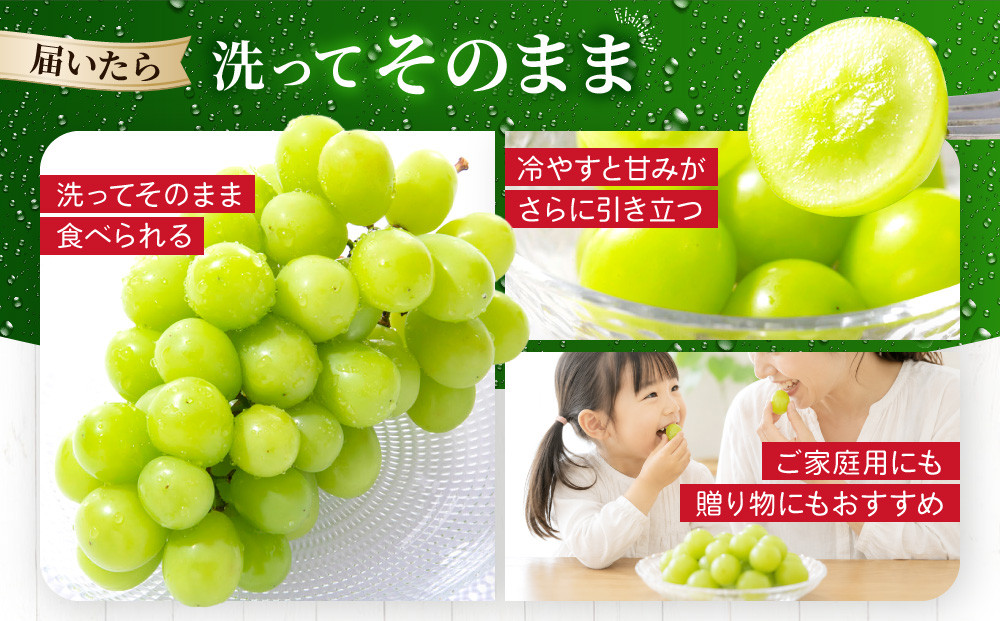 《先行予約 2026年8月下旬～9月発送》【勧修寺観光農園】不揃い訳あり 京都市産 シャインマスカット 2kg｜シャインマスカット 人気［ 観光農園 シャインマスカット ぶどう 不揃い 訳あり フルー