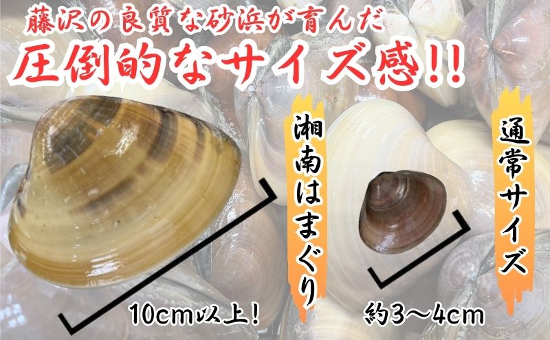 湘南はまぐり 1.5kg 冷凍  焼き蛤 酒蒸し お吸い物　炊き込みご飯 パスタ