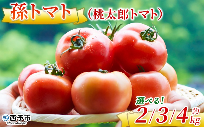 
            ＜孫トマト（桃太郎トマト）約2kg/3kg/4kg＞ トマト とまと 選べる 2キロ 3キロ 4キロ 大玉 愛媛県産 西予市産 食品 桃太郎トマト 桃太郎 野菜 やさい サラダ 産地直送 国産 城川 吉岡農園 愛媛県 西予市【常温】
          
