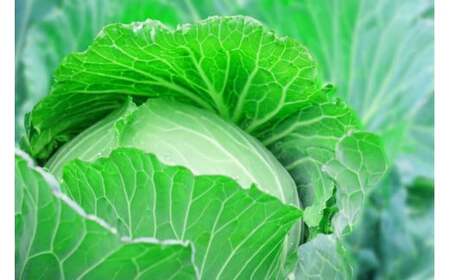訳あり キャベツ 10kg 6~8玉 野菜 フルーツキャベツ 訳あり