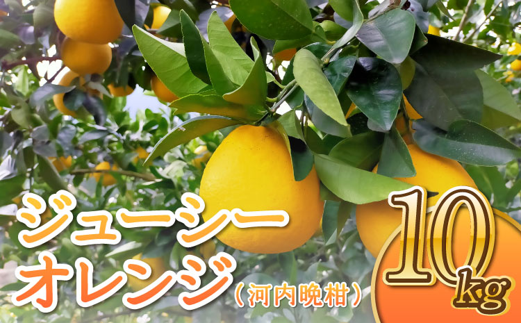 【先行予約】ジューシーオレンジ（河内晩柑） 10kg【のむちゃん農園】【2025年4月上旬～7月上旬発送予定】河内晩柑 みかん ミカン 柑橘 宇城市 