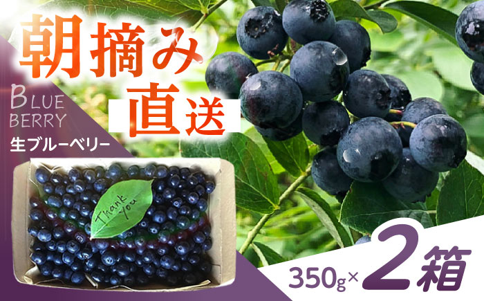 【2025年7月発送分／先行予約】朝摘みブルーベリー 350g×2箱 / ブルーベリー 生 ジュース 摘みたて フレッシュ フルーツ / 諫早市 / のんびり山 [AHBA001]