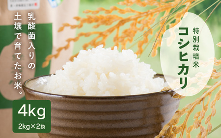 【先行予約】【令和7年産】乳酸菌入りの土壌で育てた 福井県 坂井町産 特別栽培米コシヒカリ 4kg（2㎏×2袋）（白米）【2025年9月中旬以降順次発送予定】 [A-4837_01]