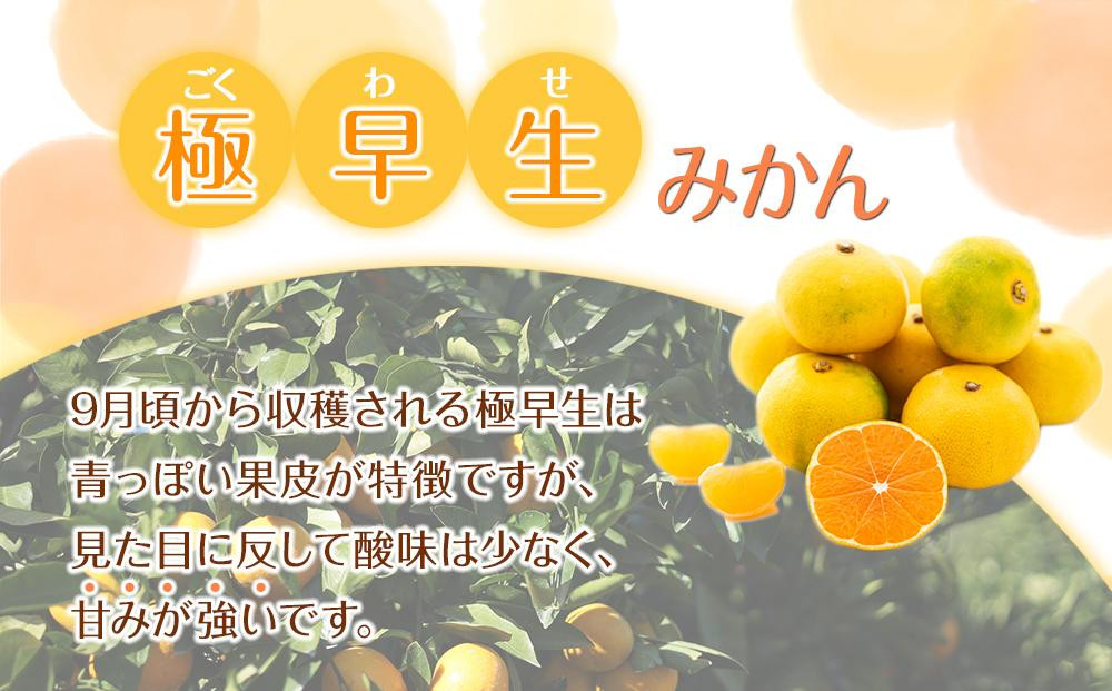 訳あり 森本農園の手選別 極早生みかん2kg 和歌山県産 2S~2Lサイズ混合 ［北海道・沖縄・離島配送不可］［RN3］［2025年10月上旬から順次発送］