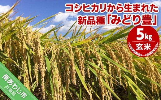 令和７年産・玄米『みどり豊』５kg　10月中旬頃から発送