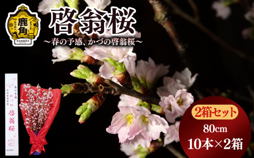 《 先行予約 》 啓翁桜（80cm × 10本）2箱セット【さとう農園】●2026年12月下旬発送開始 生花 花 インテリア 常温 春 冬 花見 お正月 結婚 卒園 卒業 プレゼント お土産 母の日 贈り物 贈答用 家庭用 グルメ ギフト 故郷 秋田 あきた 鹿角市 鹿角 送料無料