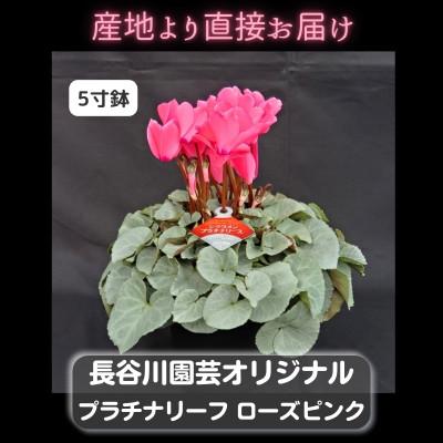 ふるさと納税 北茨城市 【長谷川園芸オリジナル品種】北茨城産シクラメンプラチナリーフ 5寸 ローズピンク ※11〜12月出荷