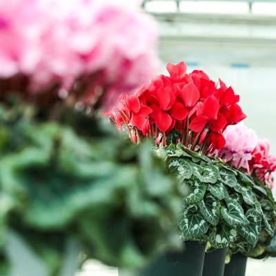 ふるさと納税 南相馬市 【2026年 先行予約】シクラメン 色おまかせ 6号 | 花ギフト プレゼント 花苗 鉢植 根本園芸 |  | 03