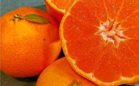 長崎県産 晩生温州みかん M～Lサイズ 5kg ／ 果物 フルーツ 柑橘 蜜柑 ミカン みかん 温州みかん 晩生 Mサイズ Lサイズ 国産 大将農園 長崎県 長崎市 【2026年1月上旬～2月下旬迄発送予定】