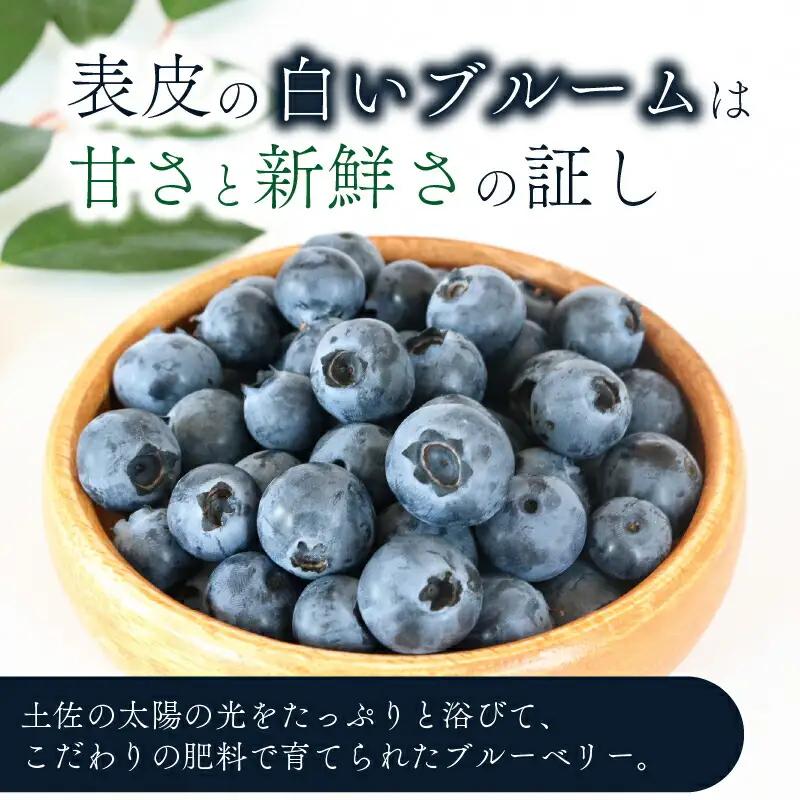 【先行予約】完熟生ブルーベリー ラビットアイ系 1200g (2027年発送) | フルーツ 果物 ベリー