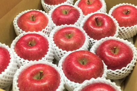 【先行予約2025年10月 発送開始】早生 ふじ 特選 約 5kg　りんご　青森 産　