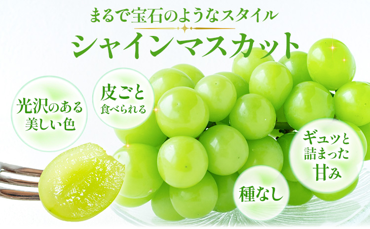 【先行予約】岡山県産 訳あり つる付き シャインマスカット 3房 (530g以上)  有限会社ホーティカルチャー神島《9月上旬-10月中旬頃出荷》岡山県 浅口市 マスカット ぶどう 葡萄 果物【配送不