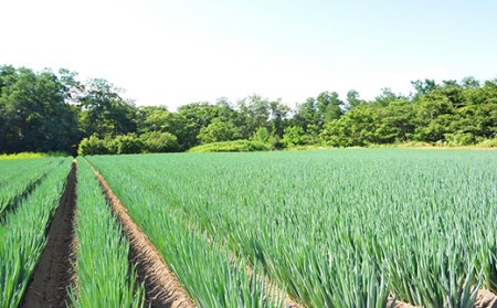 ≪2026年先行予約≫【ねぎびとカンパニー】贈答用 山形県産 寅ちゃんねぎ 2Lサイズ 10本入（2本×5袋） 2026年11月下旬から順次発送 葱 ねぎ ネギ 野菜 食品 山形県 F2Y-5336