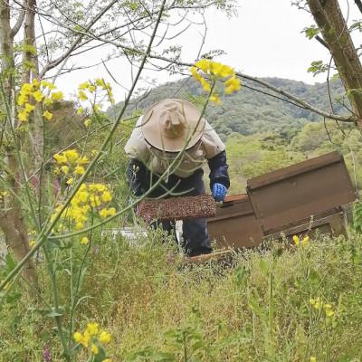 ふるさと納税 紀の川市 6月のはちみつ　230g4本セット |  | 02