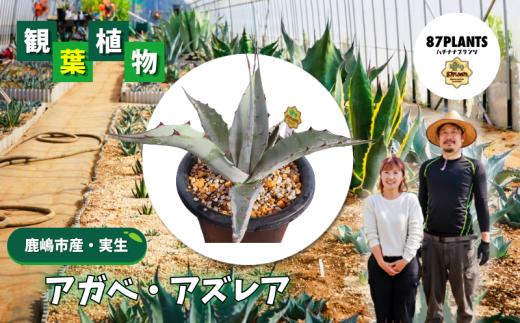 アガベ 多肉植物 ガーデニング アズレア agave 数量限定 植物 たにくしょくぶつ 園芸 花 フラワー 観葉植物 趣味 日用品 多肉植物好き 栽培 雑貨 多肉植物がある暮らし gardening 87plants ふるさと納税 茨城県 鹿嶋市