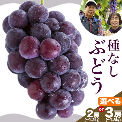 【ふるさと納税】【2026年先行予約】高妻 (種なしぶどう) 選べる内容量 麻野農園《2026年8月上旬-中旬頃出荷》大阪府 羽曳野市 ぶどう 果物 フルーツ 葡萄