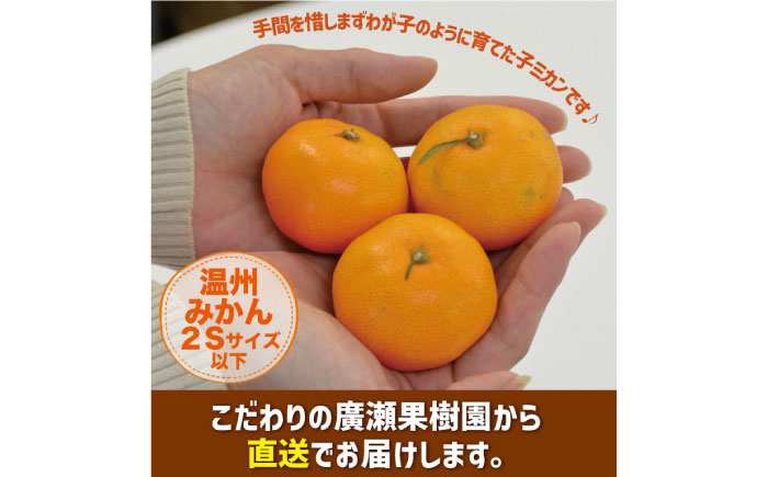 【2025年10月下旬～発送】【甘味が凝縮！】 濃厚 小玉みかん 5kg 温州みかん  2Sサイズ以下 / みかん 小玉 フルーツ 果物 くだもの 柑橘 蜜柑 ミカン / 南島原市 / 長崎県農産品流