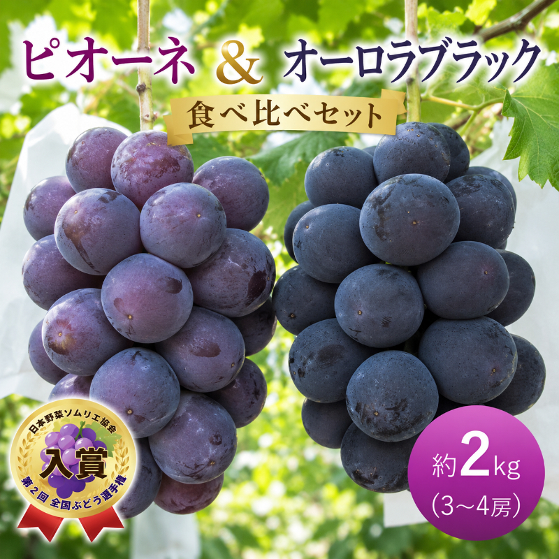 ぶどう ピオーネ オーロラブラック 約2kg 3～4房 食べ比べ セット 高梁市産 2026年 先行予約 葡萄 ブドウ うめづぶどう園