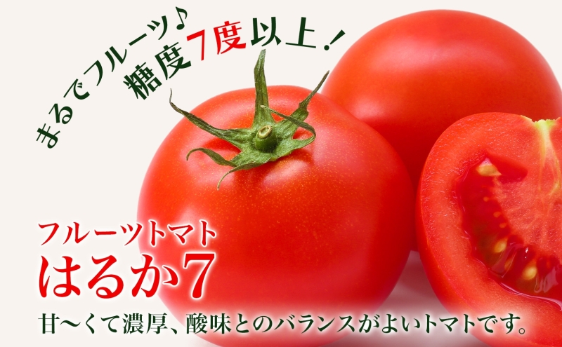 【2025年発送】 糖度7度以上 フルーツトマト はるか7（セブン） 20～30玉 トマト 野菜 夏 野菜 旬 甘い 濃厚 果物 フルーツ 高糖度 新鮮 産地直送 北海道 美深町