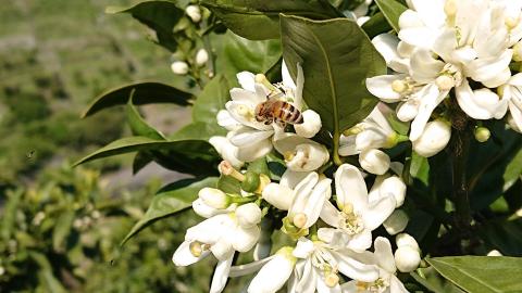 みかん蜂蜜「ジオハニー」170g×３瓶（化粧箱入り）