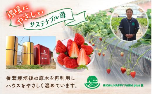 【贈答用】 高級いちご よつぼし すず 食べ比べセット （15粒 × 2箱） ゆりかご入り いちご 【hfpr001-01】