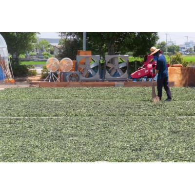 ふるさと納税 藍住町 あいずみ藍工房制作すくも藍染料計10キロ |  | 03