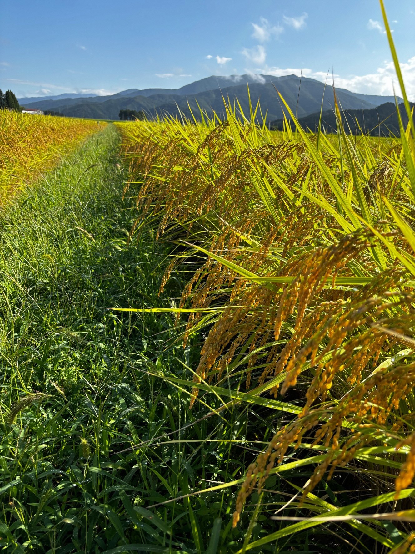 
            令和7年産 新米 旧村松町産 新之助 5㎏ 新潟県 五泉市 株式会社熊倉商店
          