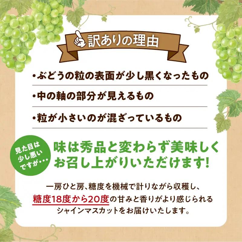【先行予約：2026年9月上旬以降発送】訳あり北海道産シャインマスカット 1kg【優品２房】_Y164-0001