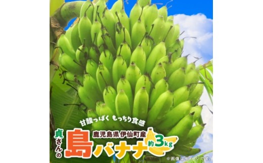 貞さんの島バナナ約3kg