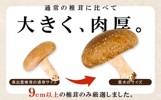 通常の椎茸に比べて大きく、肉厚。
普通の椎茸の約３倍の大きさ!!